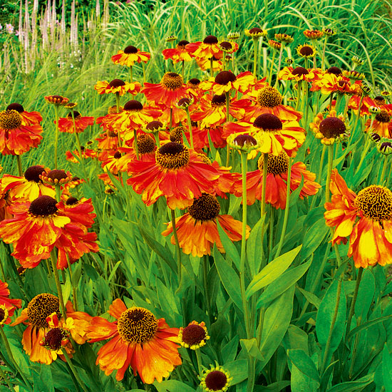 Helenium 'Sahin's Early Flowerer' | Heleniums | Garden plant idea | Homes & Gardens | Housetohome | PHOTOGALLERY