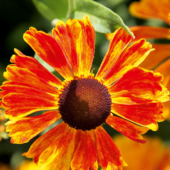 Helenium 'Waltraut' | Heleniums | Garden plant idea | Homes & Gardens | Housetohome | PHOTOGALLERY