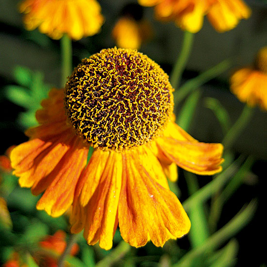 Helenium 'Wyndley' | Heleniums | Garden plant idea | Homes & Gardens | Housetohome | PHOTOGALLERY