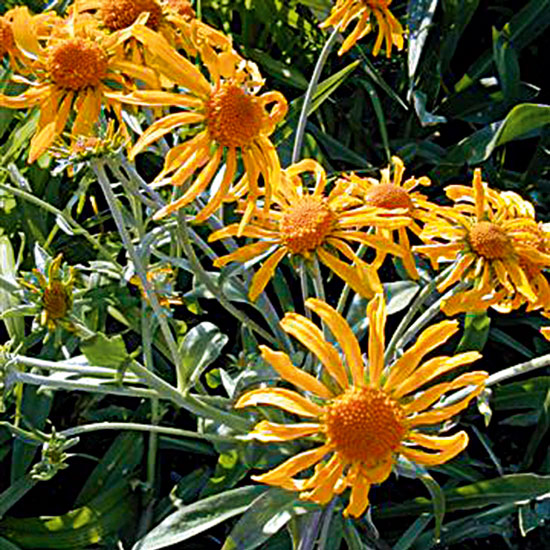 Helenium hoopesii | Heleniums | Garden plant idea | Homes & Gardens | Housetohome | PHOTOGALLERY