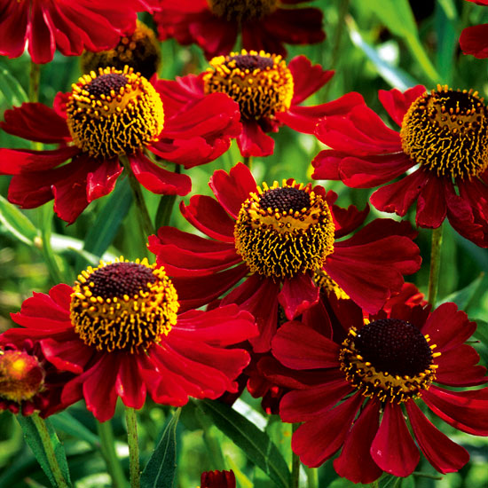 Helenium 'Rubinzwerg' | Heleniums | Garden plant idea | Homes & Gardens | Housetohome | PHOTOGALLERY