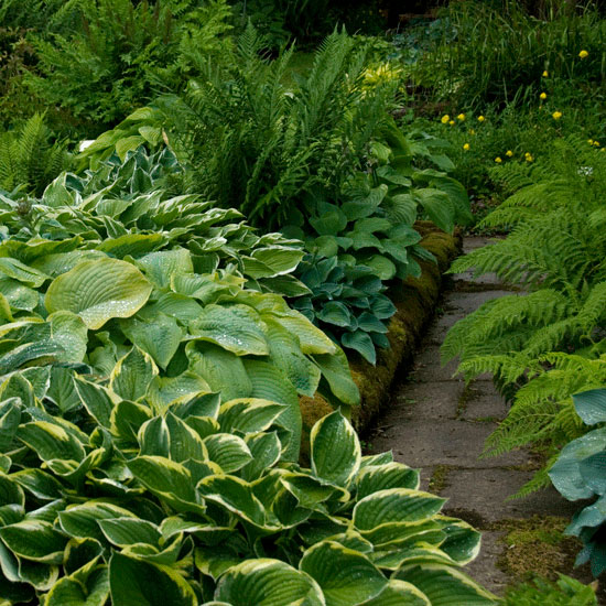 Hosta path | Country garden ideas | Homes & Gardens | Housetohome | PHOTOGALLERY