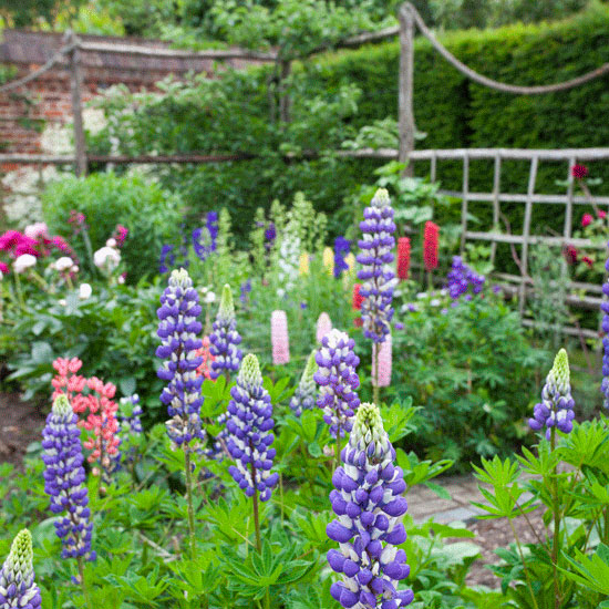 Lupins and peonies | Country garden ideas | Homes & Gardens | Housetohome | PHOTOGALLERY