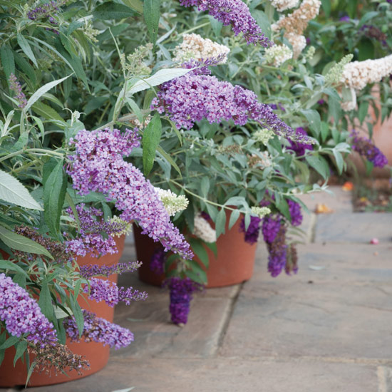 Buddleia needs regular pruning to keep it under control