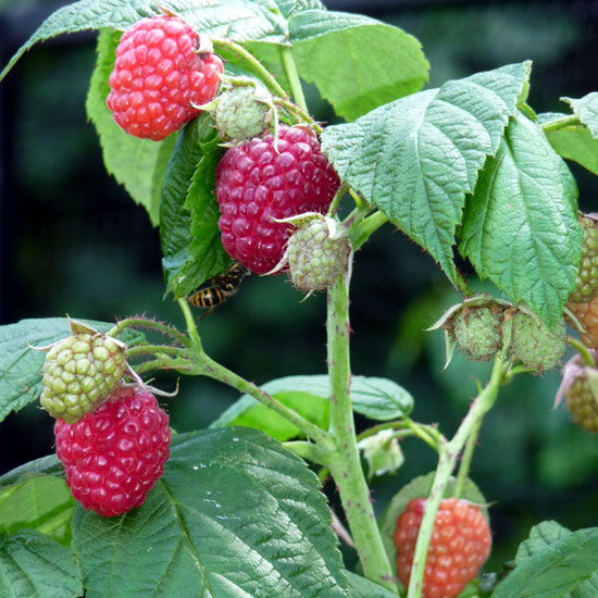 Raspberries are easy to grow and like a sunny position with deep, rich soil