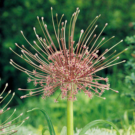 Allium schubertii Allium schubertii from Van Meuwen | Best garden bulbs for spring | Garden | Housetohome