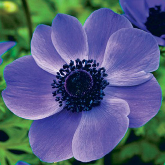 Anemone de Caen 'Mr Fokker' Allium schubertii from Van Meuwen | Best garden bulbs for spring | Garden | Housetohome
