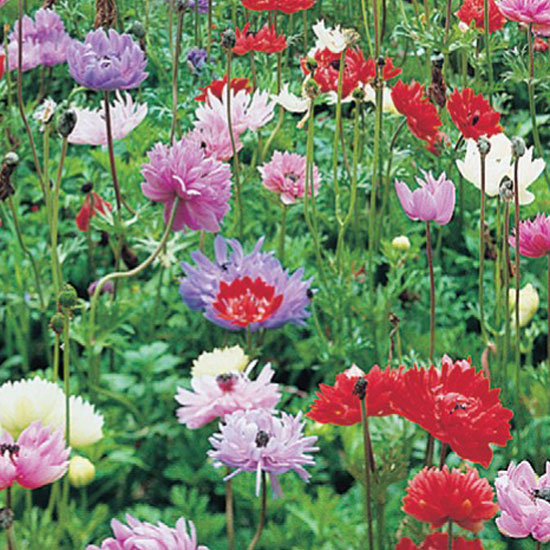 Anemone St Brigid 'Mixed Colours' Anemone St Brigid from De Jager | Best garden bulbs for spring | Garden | Housetohome