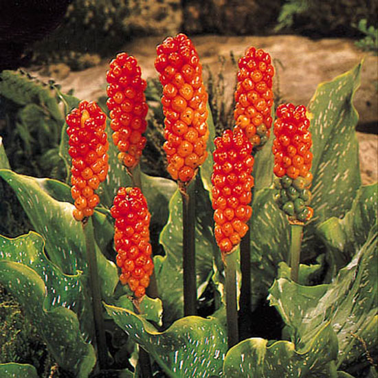 Arum italicum Arum italicum from Anglia Bulbs | Best garden bulbs for spring | Garden | Housetohome