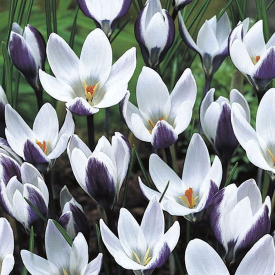 Crocus chrysanthus 'Ladykiller' Crocus chrysanthus 'Ladykiller' from Crocus | Best garden bulbs for spring | Garden | Housetohome