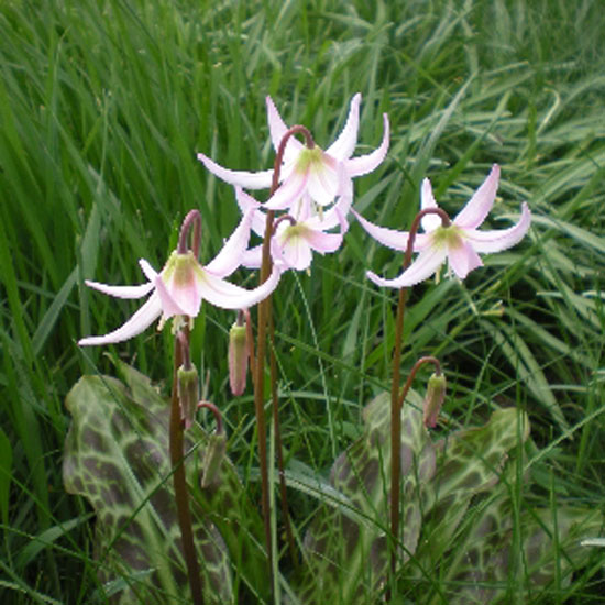 Erythronium 'Dens Canis' Erythronium Dens Canis from Bulbs 4 U | Best garden bulbs for spring | Garden | Housetohome