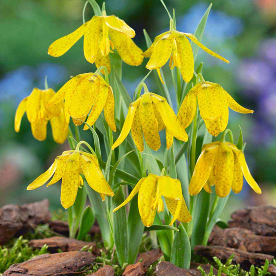 Fritillaria aurea 'Golden Flag' Fritillaria aurea golden flag from Van Meuwen | Best garden bulbs for spring | Garden | Housetohome