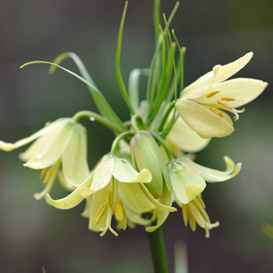 Fritillaria raddeana Fritillaria Raddeana from Crocus | Best garden bulbs for spring | Garden | Housetohome