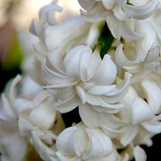 Hyacinth 'Madame Sophie' Hyacinth Madame Sophie from Peter Nyssen | Best garden bulbs for spring | Garden | Housetohome