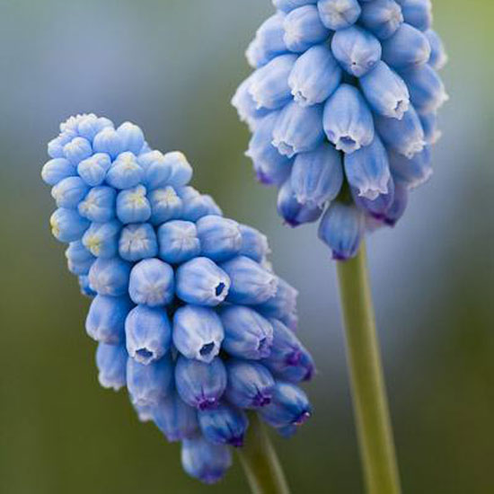 Muscari 'Valerie Finnis' Muscari 'Valerie Finnis' from Sarah Raven | Best garden bulbs for spring | Garden | Housetohome