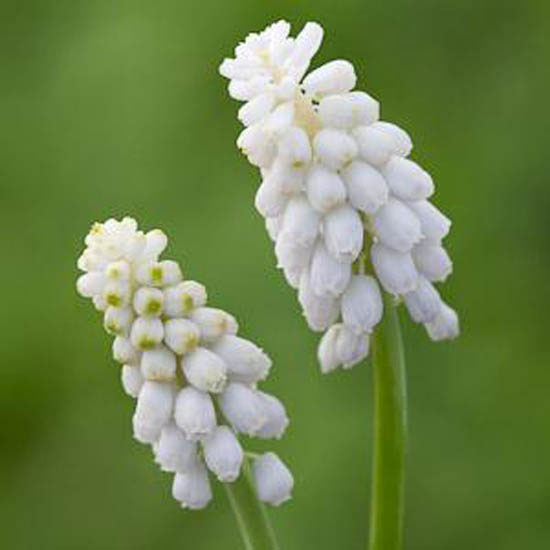 Muscari armeniacum 'Venus' Muscari armeniacum ?Venus? from Sarah Raven | Best garden bulbs for spring | Garden | Housetohome