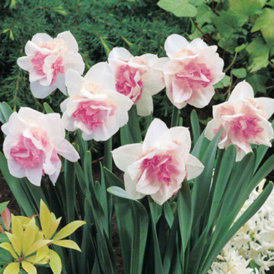 Narcissus 'Replete' Narcissus pink daffodil from Thompson & Morgan | Best garden bulbs for spring | Garden | Housetohome
