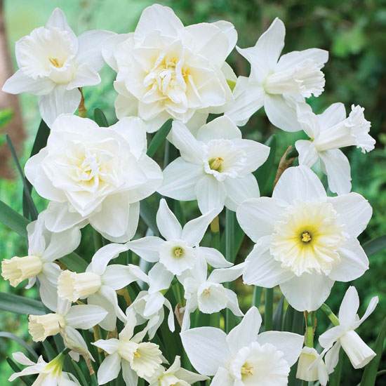 Narcissus 'White Diamonds' Narcissus white diamonds from Thompson & Morgan | Best garden bulbs for spring | Garden | Housetohome