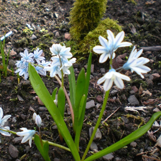 Puschkinia libanotica Puschkinia Libanotica from Bulbs 4 U | Best garden bulbs for spring | Garden | Housetohome