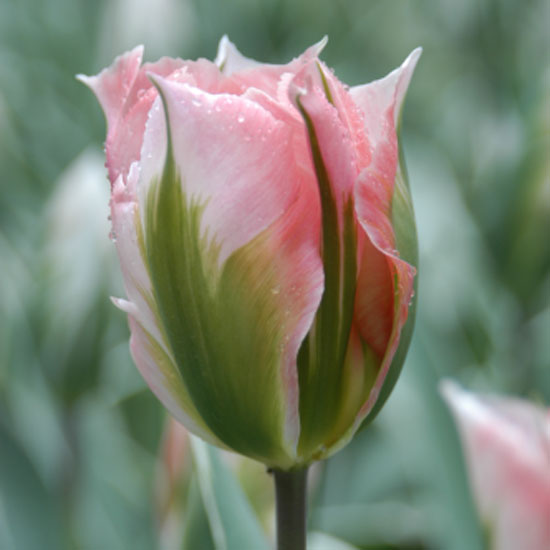 Tulip 'China Town' Tulip China Town from Harts Nursery | Best garden bulbs for spring | Garden | Housetohome