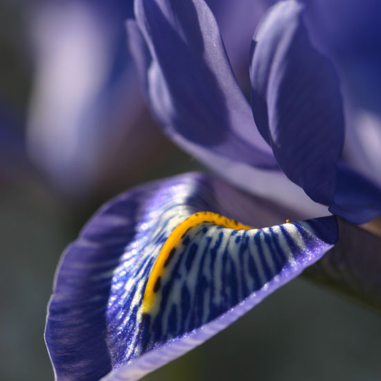 Iris 'Angels Tears' Iris 'Angels Tears' from Avon Bulbs | Best garden bulbs for spring | PHOTO GALLERY | Housetohome
