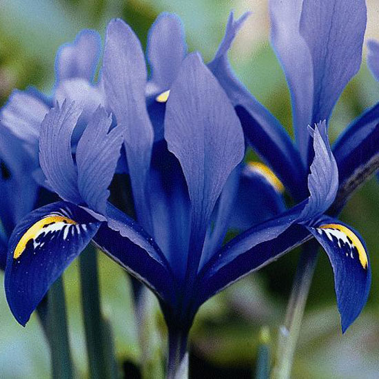 Iris reticulata 'Harmony' Iris reticulata 'Harmony' from Avon Bulbs | Best garden bulbs for spring | PHOTO GALLERY | Housetohome