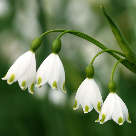 Leucojum aestivum 'Gravetye Giant' Leucojum aestivum 'Gravetye Giant' from Avon Bulbs | Best garden bulbs for spring | PHOTO GALLERY | Housetohome