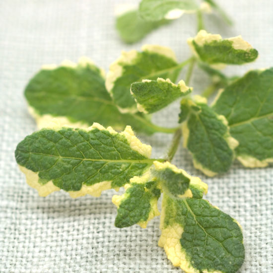 Places to visit 'Pineapple' mint | In season: mint | Garden | PHOTO GALLERY | Housetohome | Homes & Gardens