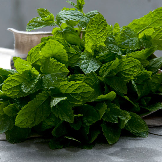 Grow in abundance Bunch of Moroccan mint | In season: mint | Garden | PHOTO GALLERY | Housetohome | Homes & Gardens