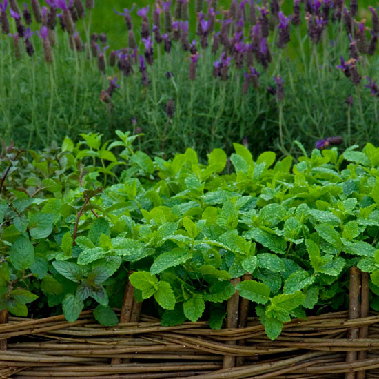 Growing and maintaining Lavender and mint herb garden | In season: mint | Garden | PHOTO GALLERY | Housetohome | Homes & Gardens