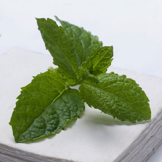Add fragrance to your garden Mentha spricata var. crispa 'Moroccan' | In season: mint | Garden | PHOTO GALLERY | Housetohome | Homes & Gardens