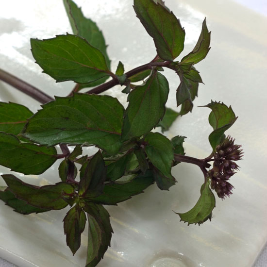 The grower's favourite 'Basil' mint cutting | In season: mint | Garden | PHOTO GALLERY | Housetohome | Homes & Gardens