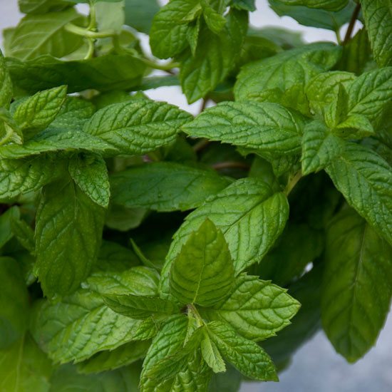 An expert reccomends Potted black peppermint | In season: mint | Garden | PHOTO GALLERY | Housetohome | Homes & Gardens