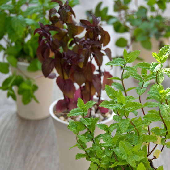 Plant in pots Potted mint plants | In season: mint | Garden | PHOTO GALLERY | Housetohome | Homes & Gardens
