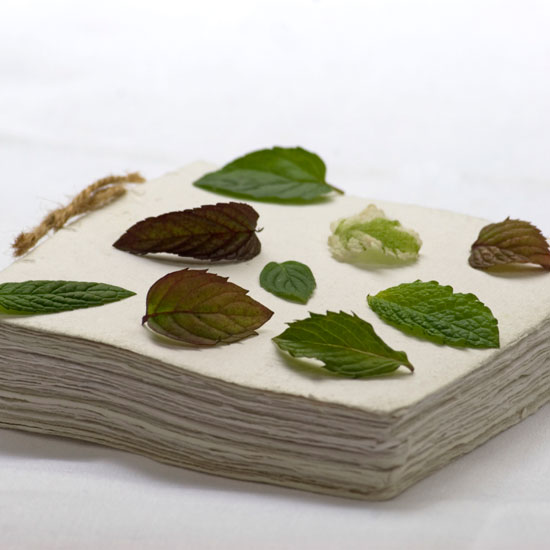 Useful books Selection of mint leaves | In season: mint | Garden | PHOTO GALLERY | Housetohome | Homes & Gardens