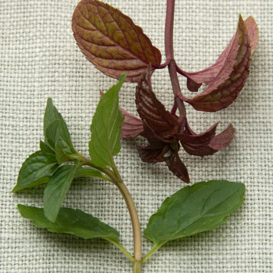 Where to buy Black peppermint and chocolate mint | In season: mint | Garden | PHOTO GALLERY | Housetohome | Homes & Gardens