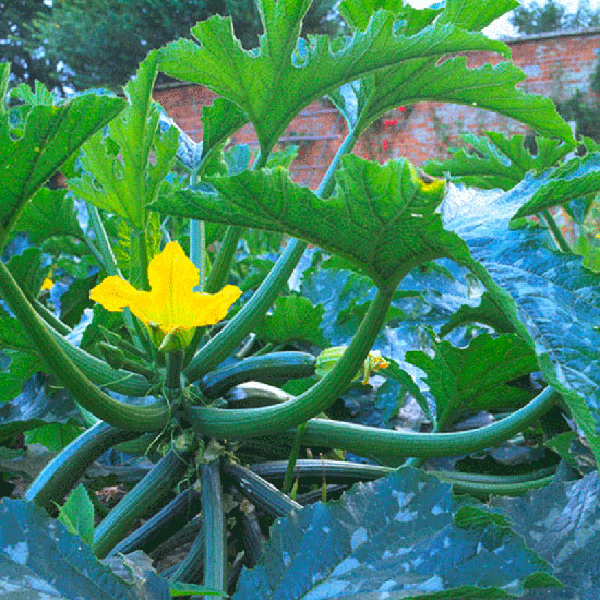 Harvest ripe produce Harvest ripe produce | July gardening jobs | Garden | PHOTO GALLERY | Homes & Gardens | Housetohome.co.uk