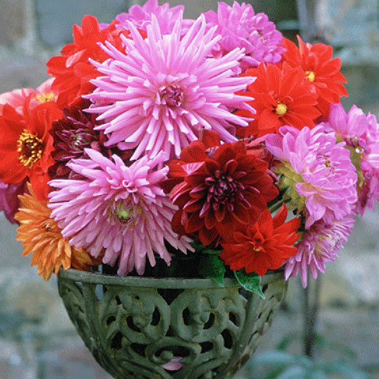 Plant a bold display Plant a bold display | July gardening jobs | Garden | PHOTO GALLERY | Homes & Gardens | Housetohome.co.uk