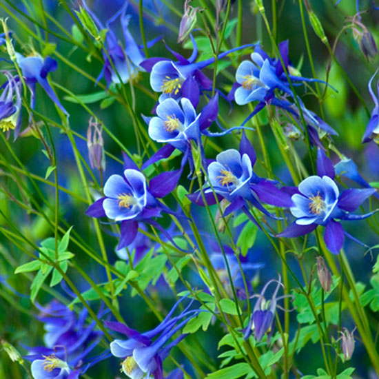 Cottage garden Cottage garden | In season: aquilegia | Garden | PHOTO GALLERY | Homes & Gardens | Housetohome