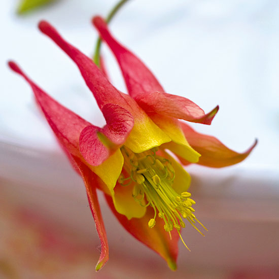 The grower's advice The grower's advice | In season: aquilegia | Garden | PHOTO GALLERY | Homes & Gardens | Housetohome