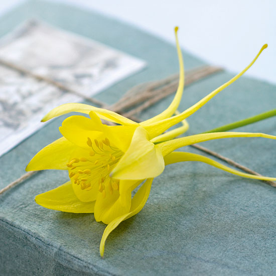 The botanist's choice The botanist's choice | In season: aquilegia | Garden | PHOTO GALLERY | Homes & Gardens | Housetohome