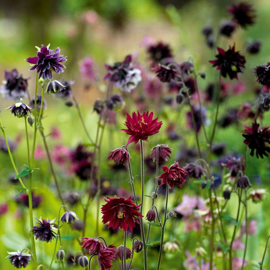 Create a colourful border Create a colourful border | In season: aquilegia | Garden | PHOTO GALLERY | Homes & Gardens | Housetohome