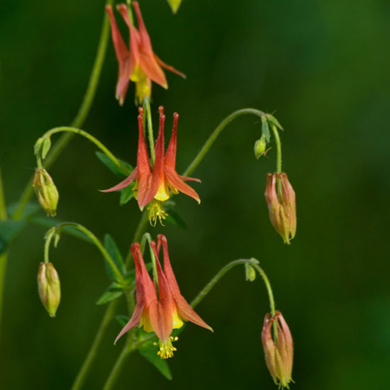 How to grow How to grow aquilegia | In season: aquilegia | Garden | PHOTO GALLERY | Homes & Gardens | Housetohome