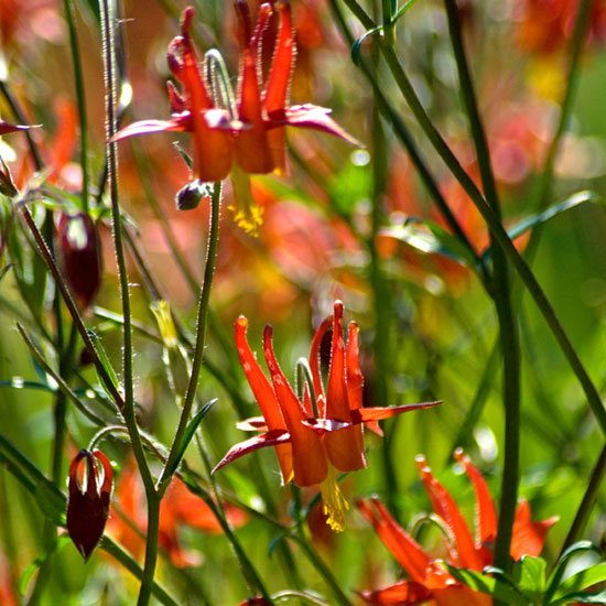 Versatile positioning Versatile positioning | In season: aquilegia | Garden | PHOTO GALLERY | Homes & Gardens | Housetohome