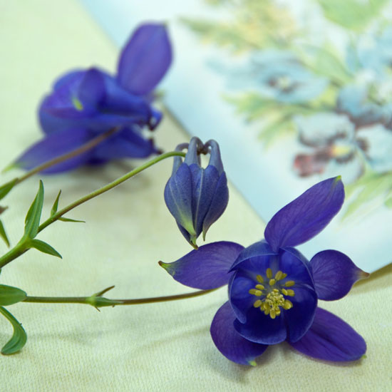 Where to buy Where to buy | In season: aquilegia | Garden | PHOTO GALLERY | Homes & Gardens | Housetohome