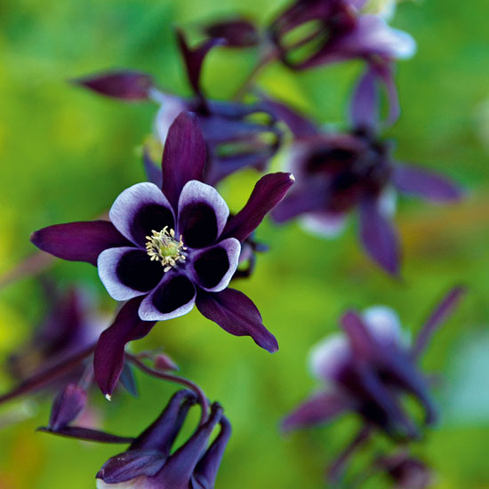 The expert's opinion The expert's opinion | In season: aquilegia | Garden | PHOTO GALLERY | Homes & Gardens | Housetohome