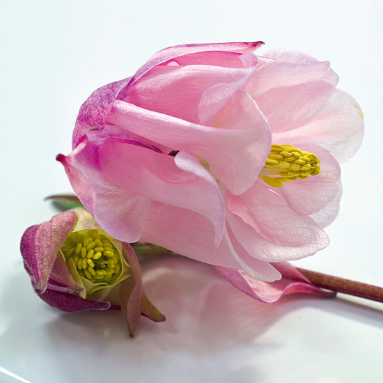 Choose mixed colours Choose mixed colours | In season: aquilegia | Garden | PHOTO GALLERY | Homes & Gardens | Housetohome