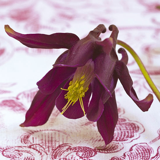 Discover new shades Discover new shades | In season: aquilegia | Garden | PHOTO GALLERY | Homes & Gardens | Housetohome
