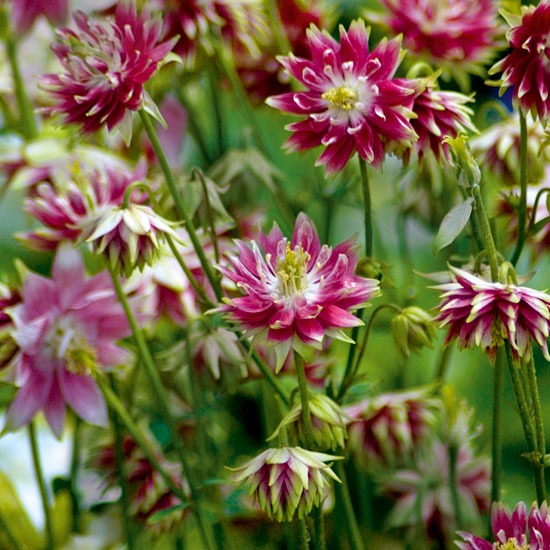Plant with giant grass Plant with giant grass | In season: aquilegia | Garden | PHOTO GALLERY | Homes & Gardens | Housetohome
