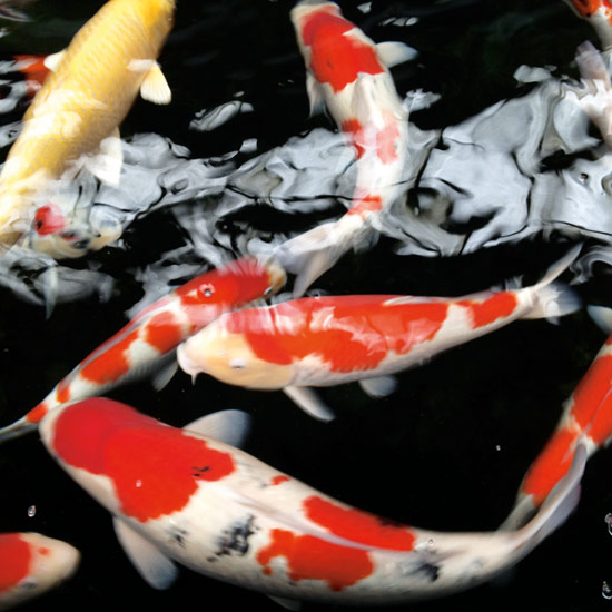 Koi should ideally be kept in heated water (around a minimum of 14°C)